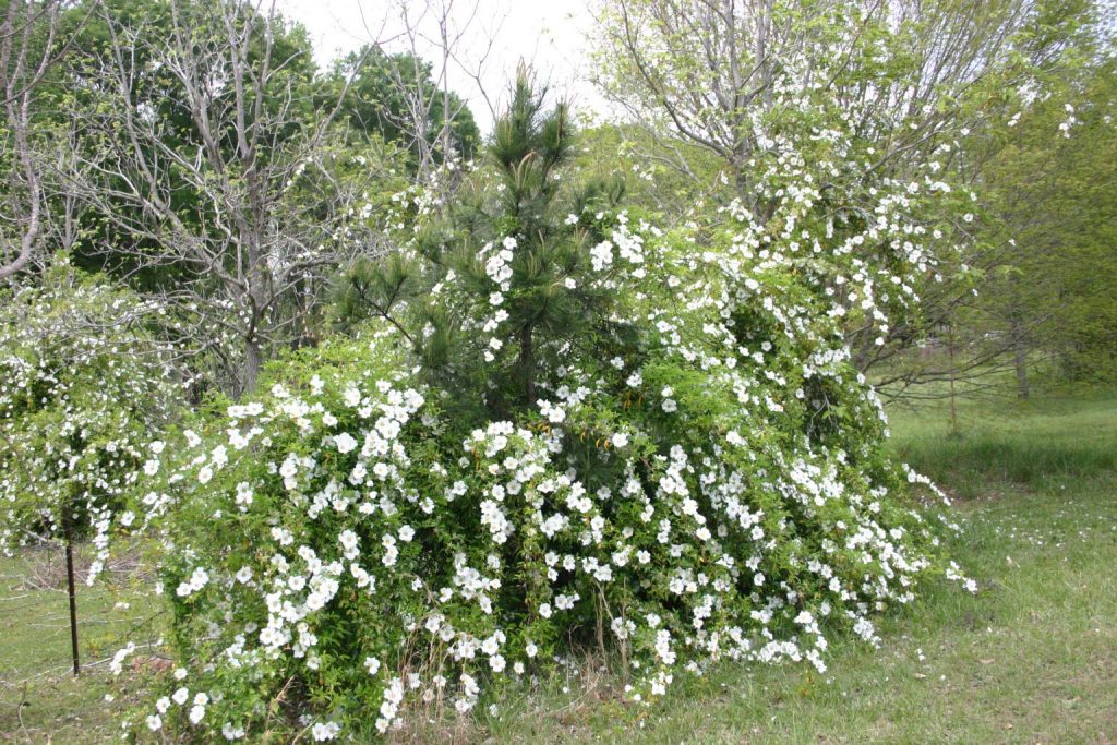 Panicle Hydrangea Identification And Pruning Walter Reeves The