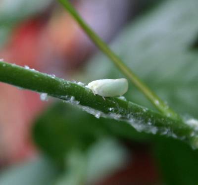white plant bugs