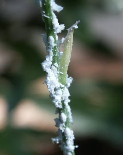 Planthoppers on stems