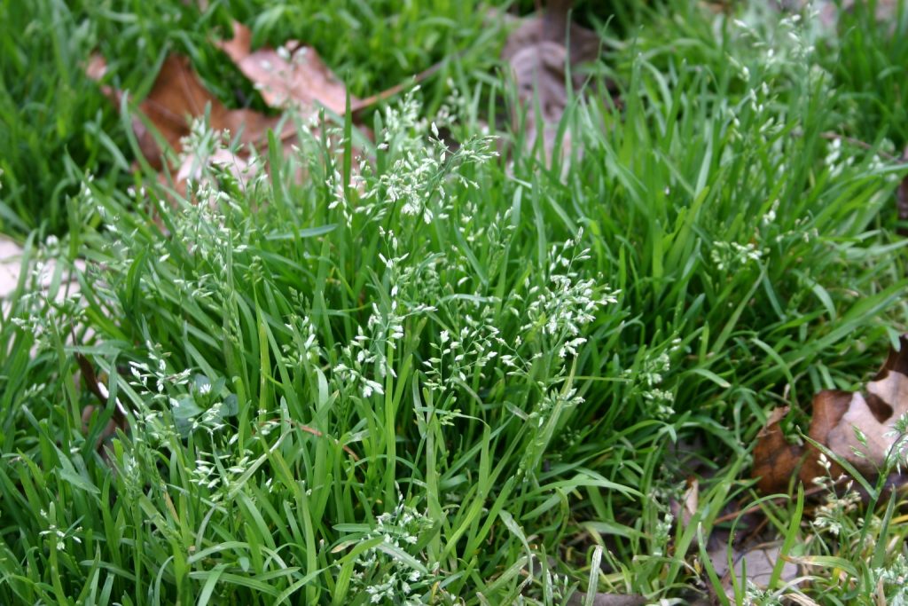 Annual Bluegrass Poa Annua Control Walter Reeves The Georgia Gardener