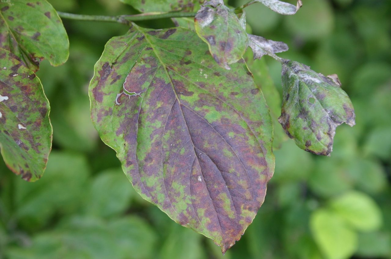 Dogwood – Diseases | Walter Reeves: The Georgia Gardener