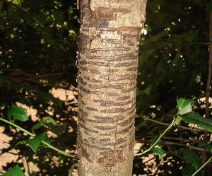 European Hornet – Damage to Holly Limb | Walter Reeves: The Georgia ...