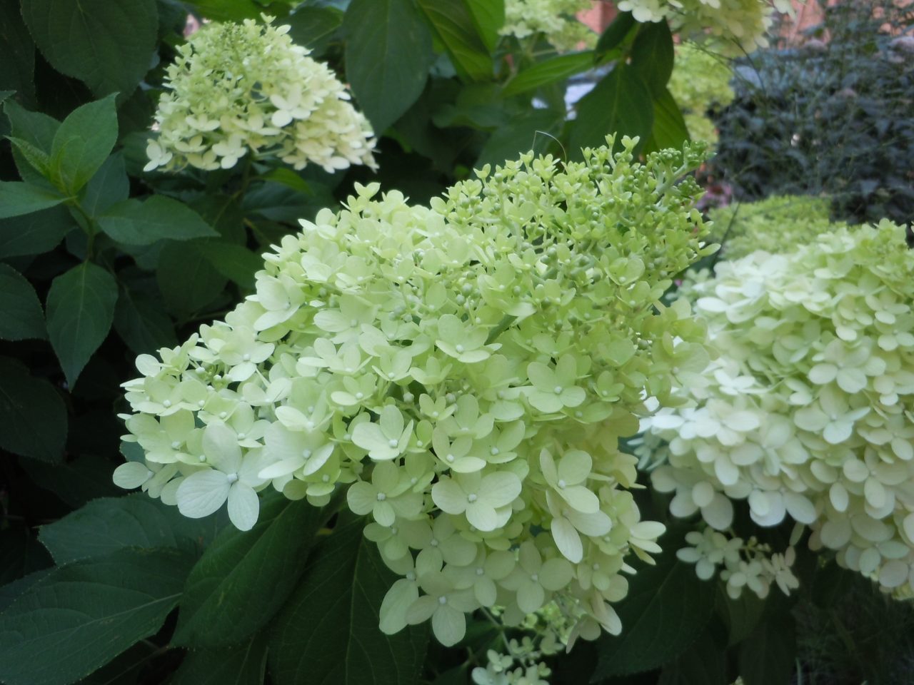 Panicle Hydrangea – Identification and Pruning | Walter Reeves: The ...