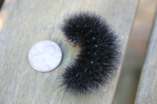 wooly bear caterpillar (not venomous)