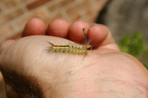 tussock moth caterpillar