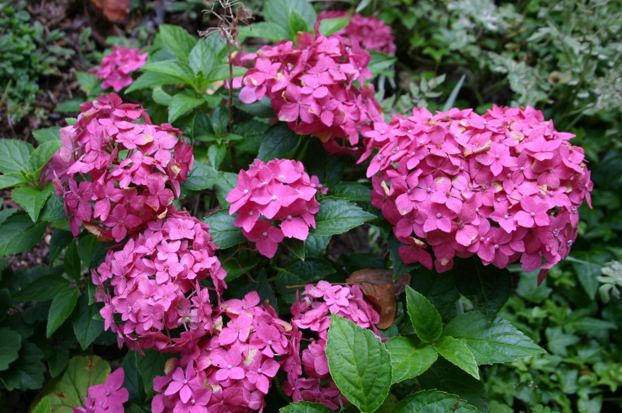 Hydrangeas – Pruning | Walter Reeves: The Georgia Gardener