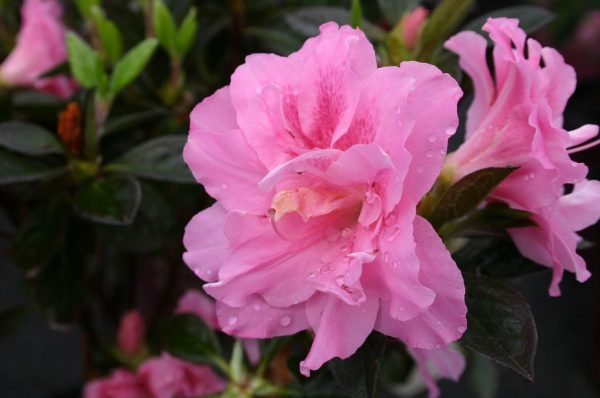 rose shrub replacement