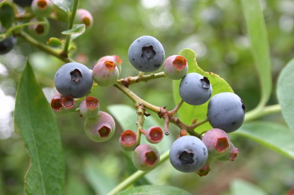 no ripe blueberries