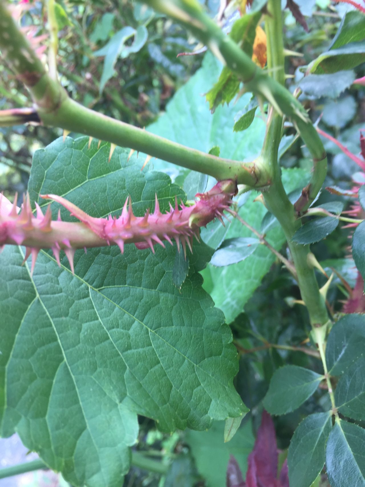 Dragon Wing Begonias – Protecting In The Winter | Walter Reeves: The ...