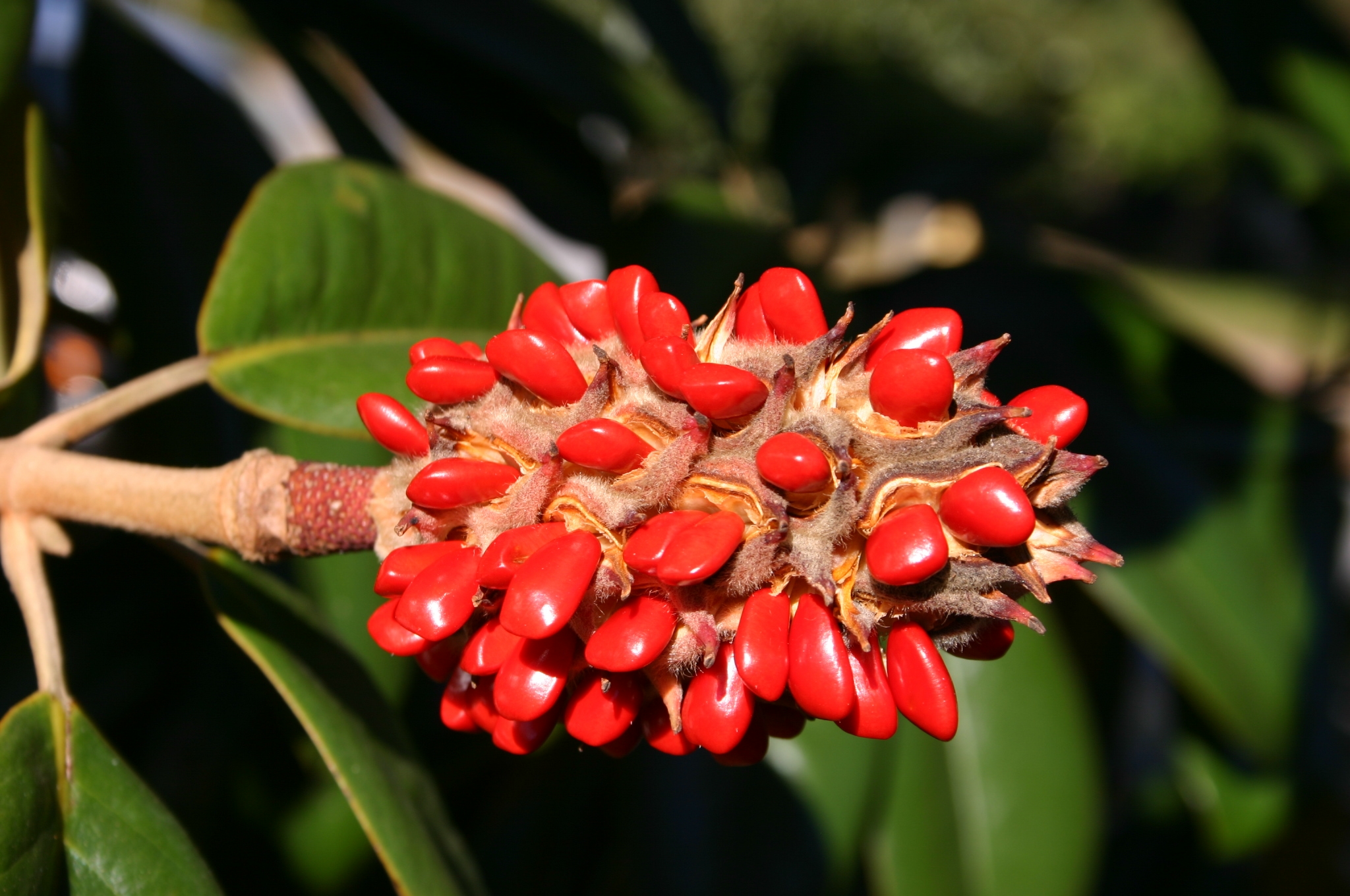 How Do I Harvest/Plant Magnolia seeds? | Walter Reeves: The Georgia