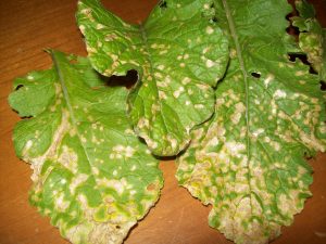 white spot disease on turnip leaf