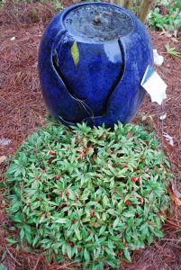 Ardisia japonica 'Chiramen'