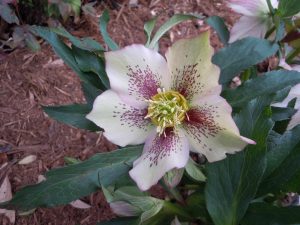 hellebore