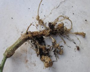 root knot nematode damage