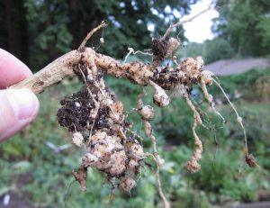 root knot nematode damage