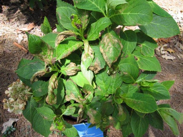 hydrangea insecticide burn on leaves