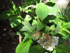 hydrangea insecticide burn on leaves