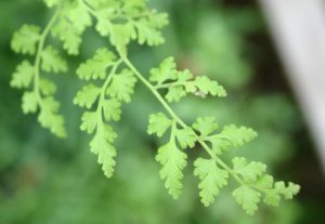 Japanese climbing fern