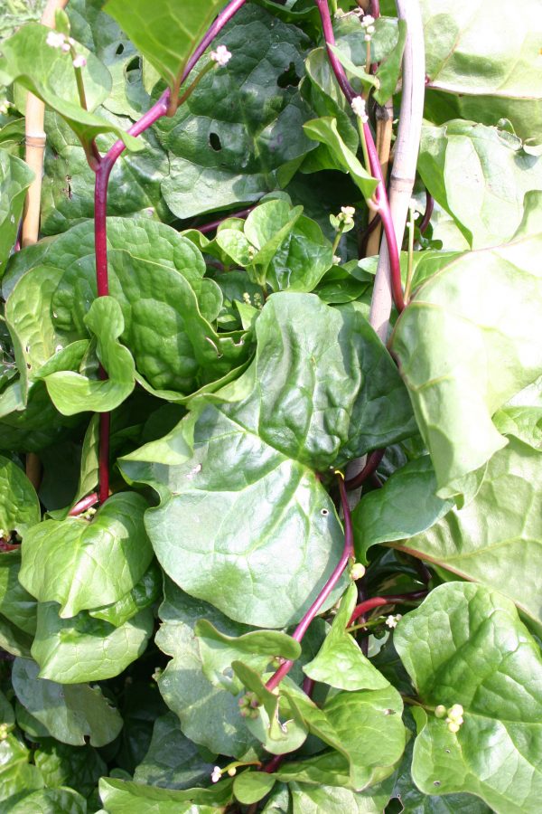 Malabar spinach