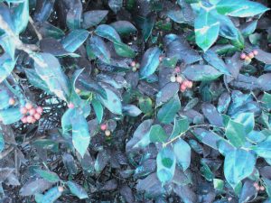 sooty mold on holly leaves