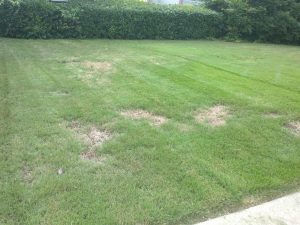 Pramitol damage to lawn