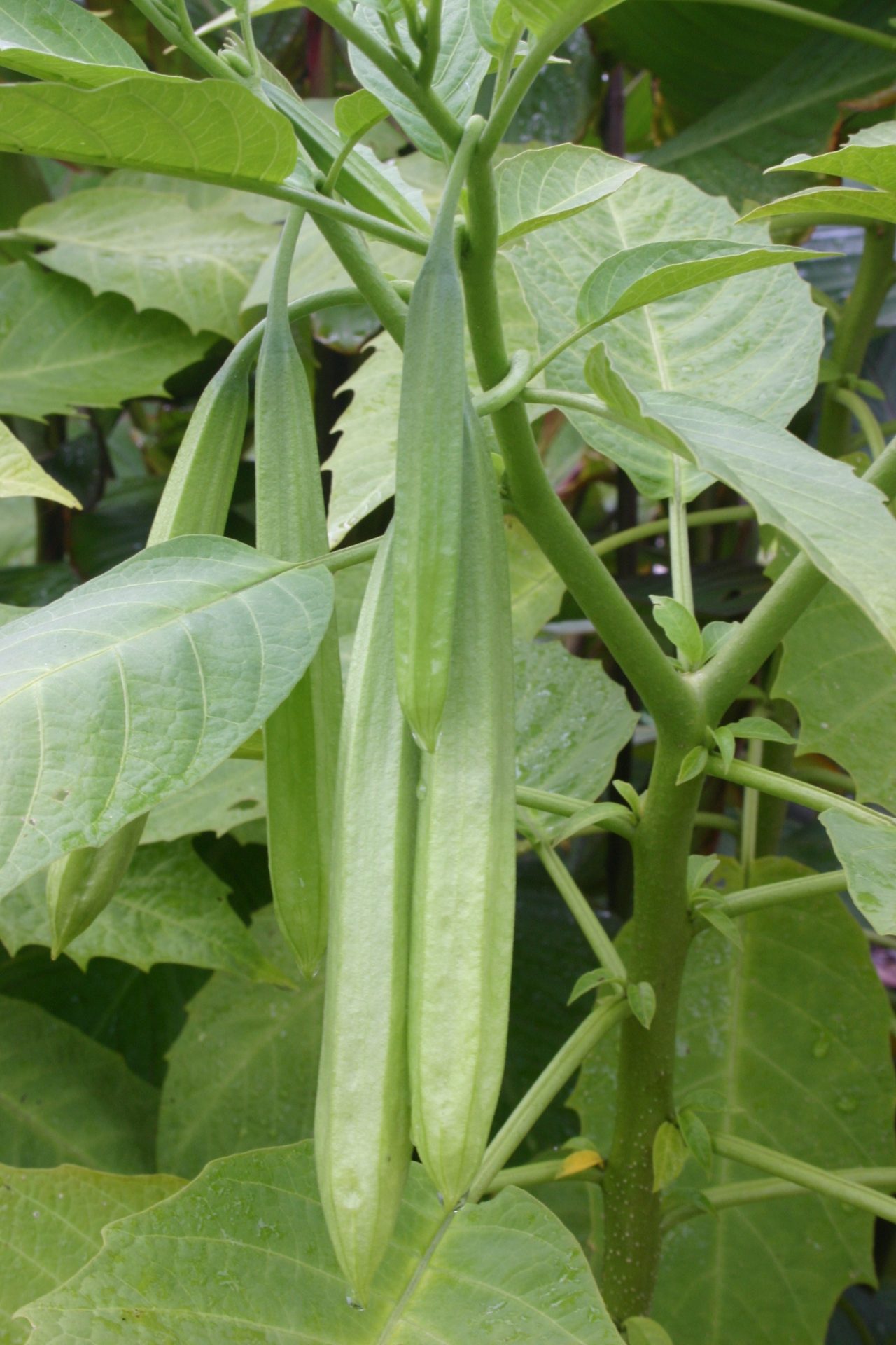 Where Are Angel Trumpet Seeds? 