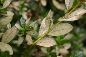 azalea lace bug damage