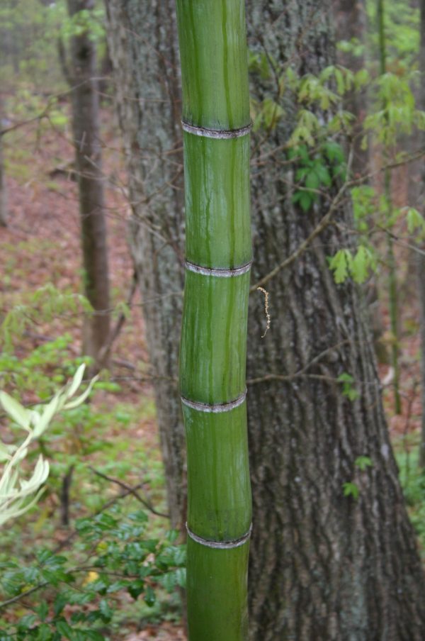 bamboo in Atlanta