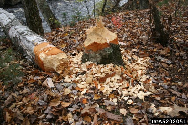beaver damage (photo courtesy of Steven Katovich - USDA)