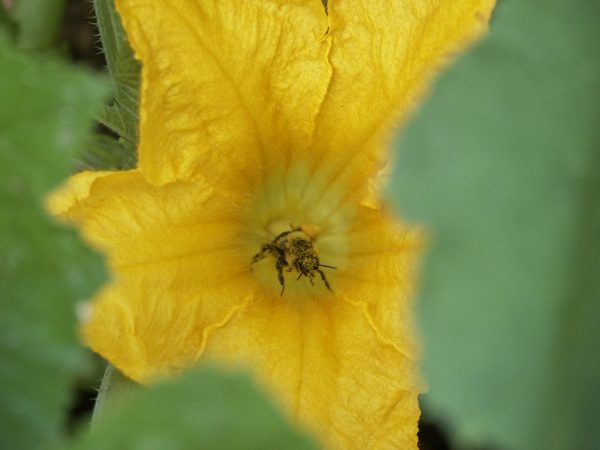 bee in squash