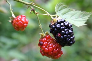 transplanting blackberry plants
