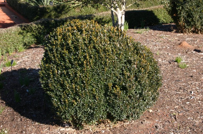 Dwarf English Boxwoods Branches Chewed Walter Reeves The Georgia Gardener 3315