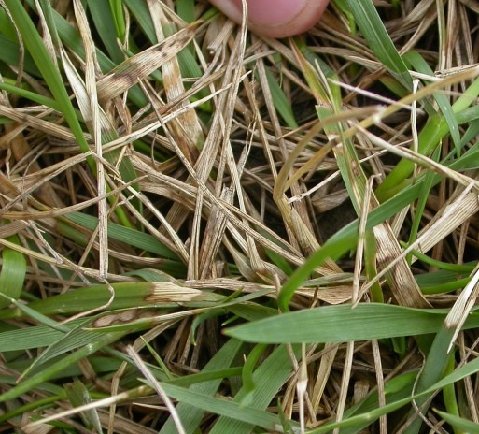 brown patch on fescue