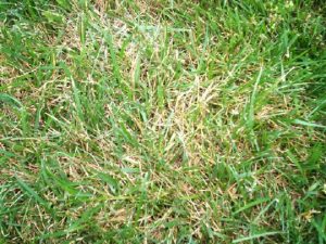 brown patch on fescue