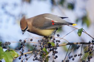 cedar waxwing