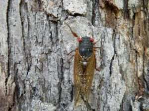 cicada sings