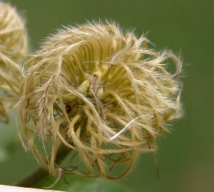 native "virgin's bower" clematis seed