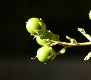 crapemyrtle seed