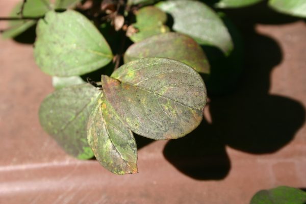 crapemyrtle sooty mold