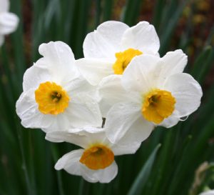 Daffodil curling