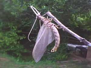 dobsonfly