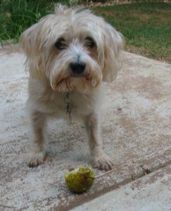 dog eating pear