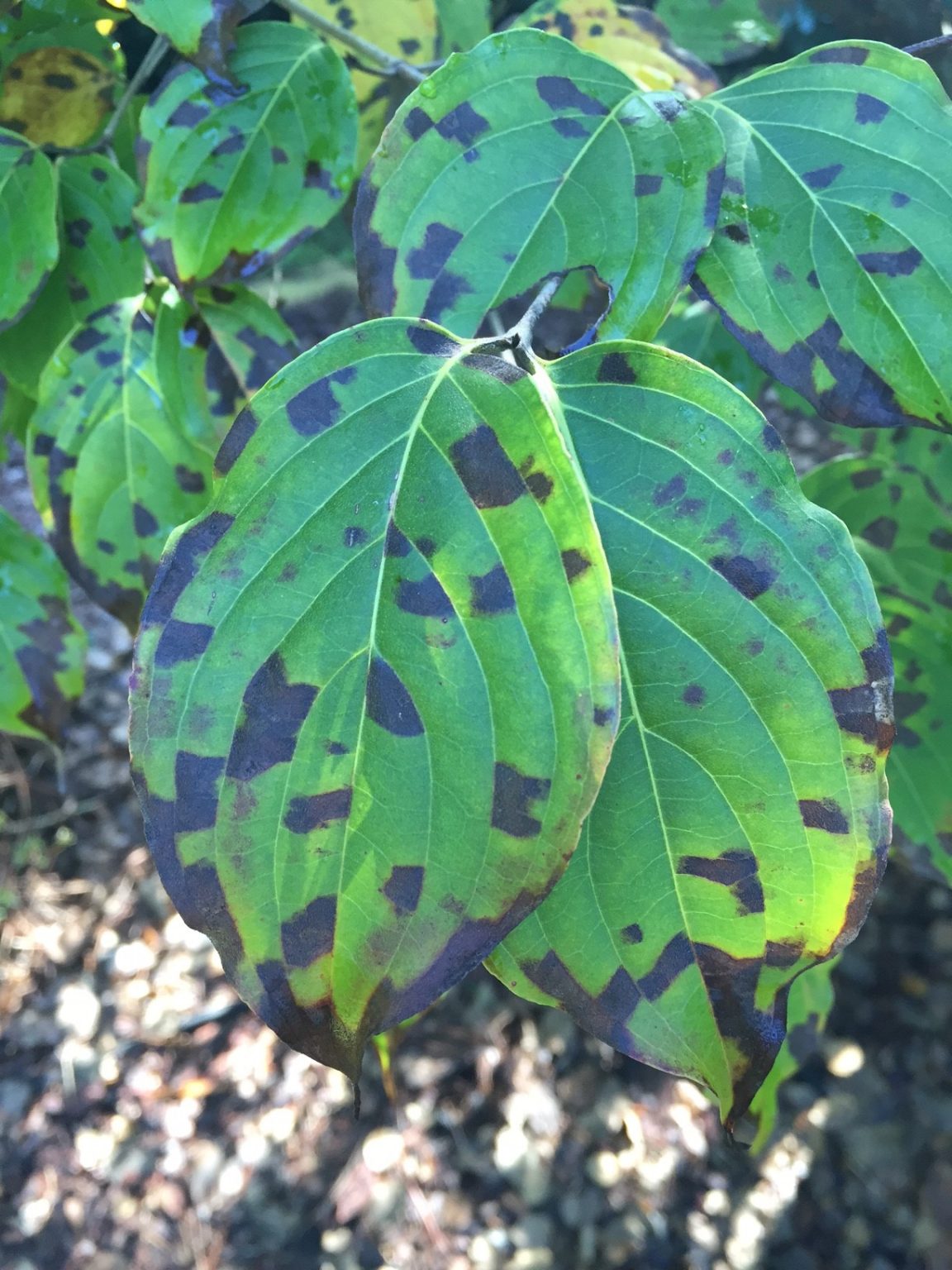 dogwood kousa leaf spot 2 | Walter Reeves: The Georgia Gardener