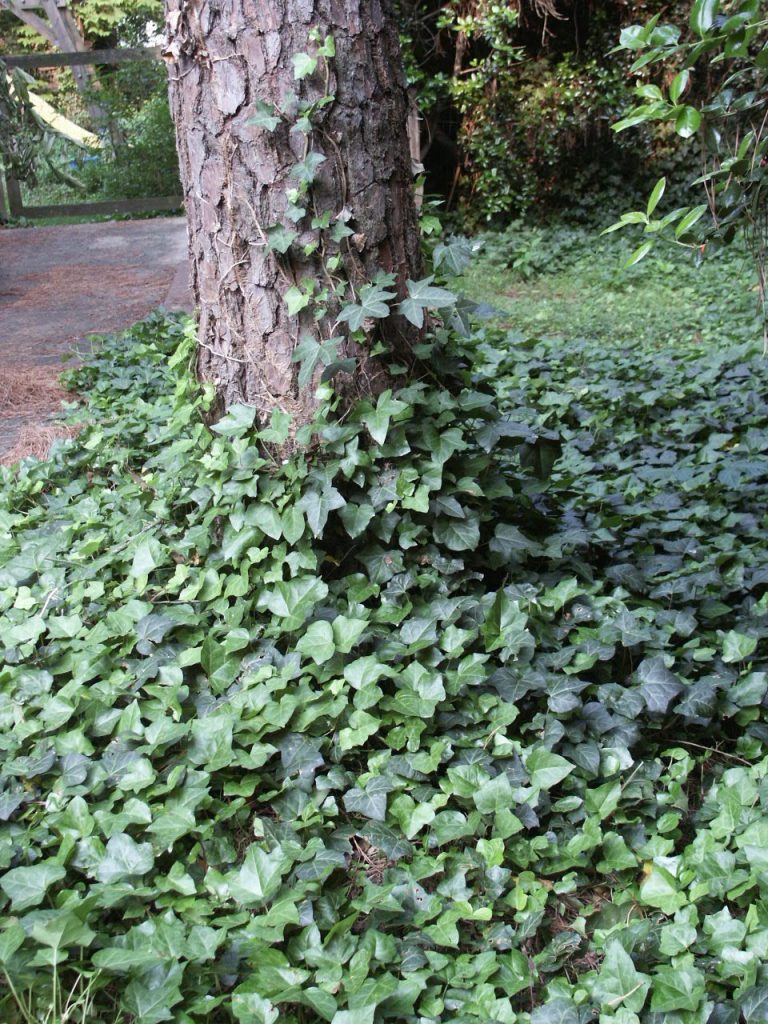 English Ivy – Rooting | Walter Reeves: The Georgia Gardener