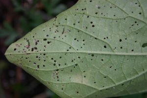 flea beetle damage bottom of leaf