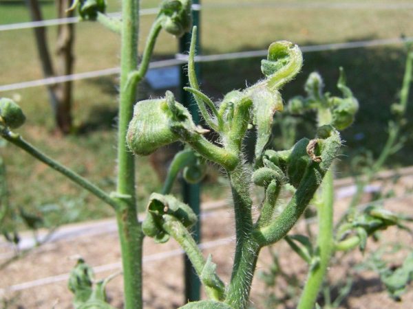 herbicide damage to tomatoes