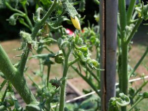 herbicide damage to tomatoes
