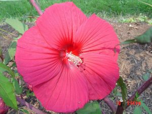 swamp hibiscus