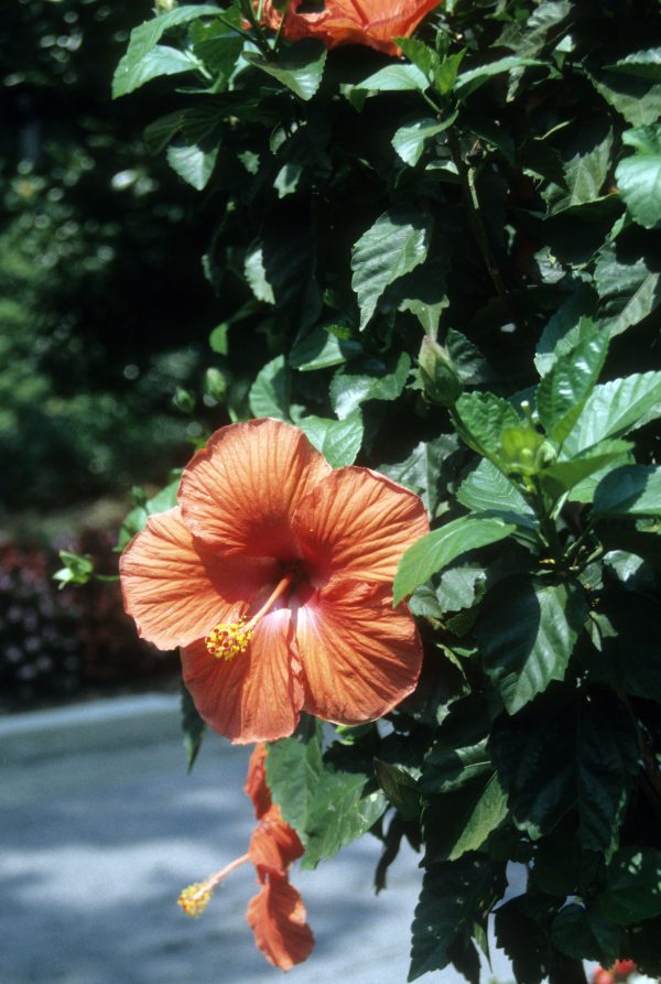 tropical hibiscus