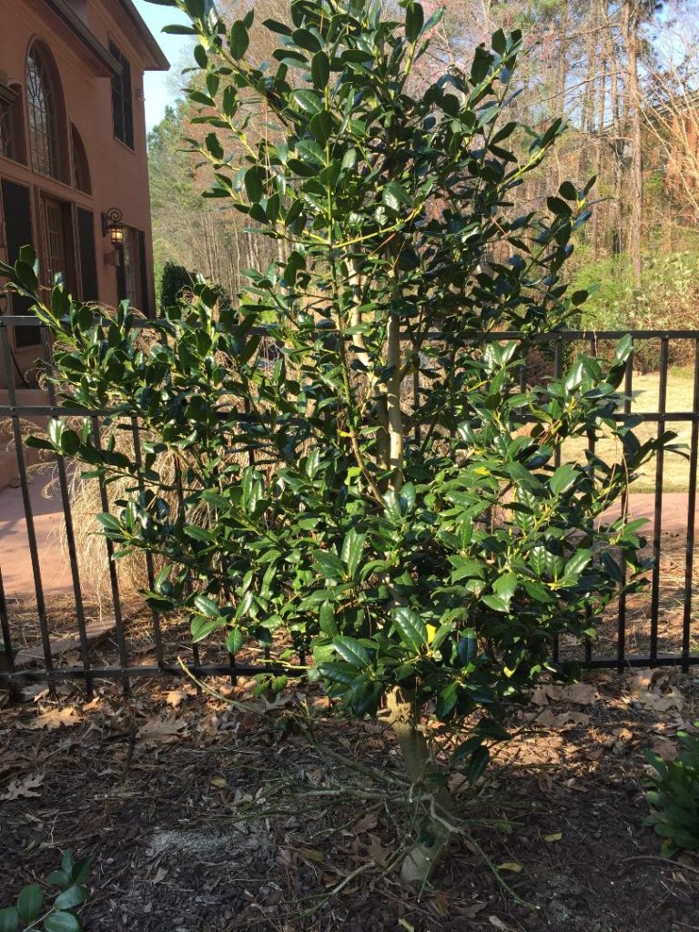 Shrub – Pruning | Walter Reeves: The Georgia Gardener